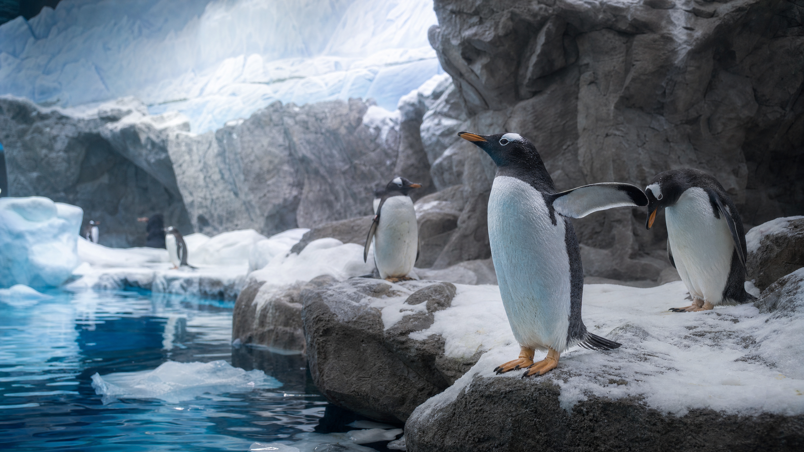 寒帯展示で見るペンギンと気候の違い